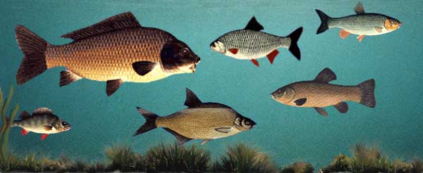 Images of stock fish