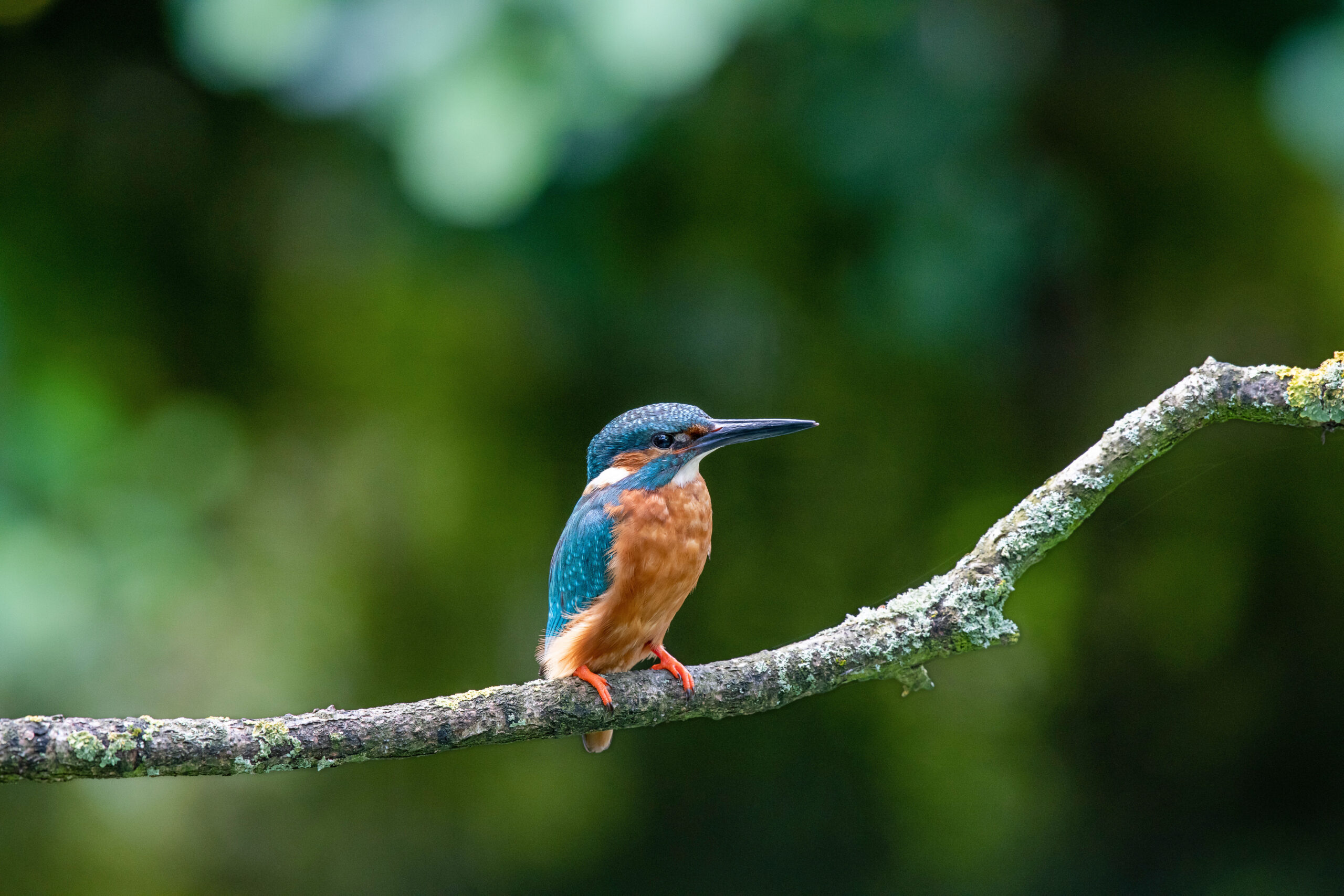 Kingfisher